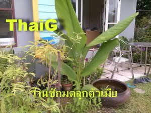 ต้นว่าน ชักมดลูกตัวเมีย