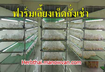 เห็ดถั่งเช่า กินแล้วดี บำรุงกำลัง
