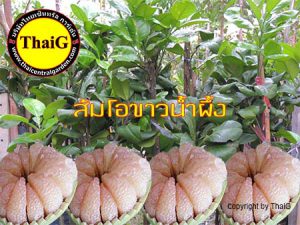 ส้มโอ พันธุ์ ขาวน้ำผึ้ง