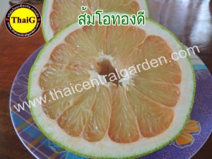 ผลและเนื้อ ส้มโอ ทองดี