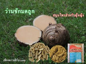 ว่านชักมดลูก รักษาช่องคลอดสตรี